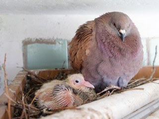 Dove with small chick in the nest © ILYA AKINSHIN