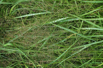 Grass with water drops