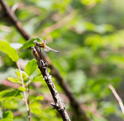 Libelle am Stengel