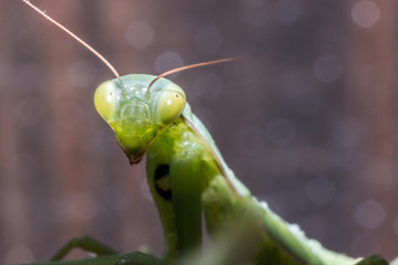  Praying Mantis