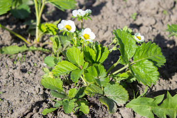 strawberry bush bloom