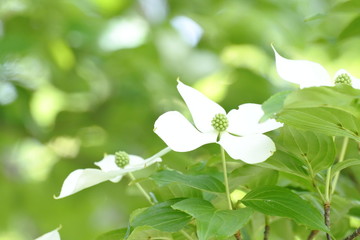 緑の中のヤマボウシ