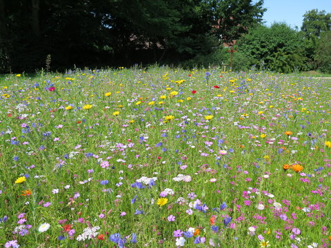 Fototapeta Blumenwiese in Sommer