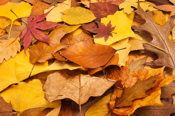 dried leaves