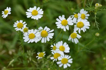 Cercles muraux Marguerites Wild daisy 
