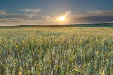 Photo sur Aluminium Campagne Beautiful landscape of sunset over corn field at summer