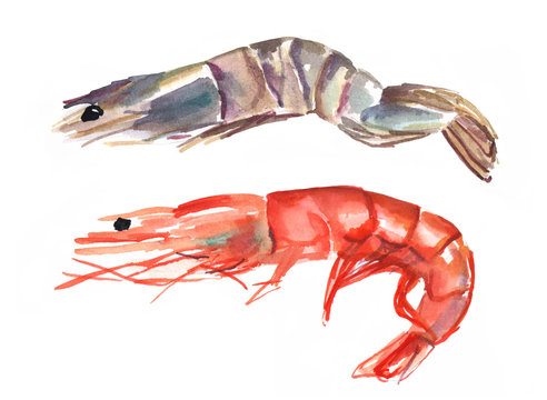 A watercolour drawing of two shrimps, one pink and one tiger