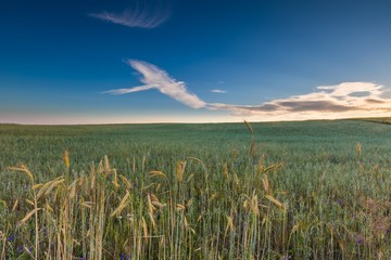 Obraz premium Beautiful landscape of sunset over corn field at summer