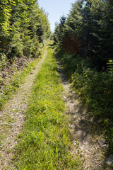 Fototapeta na wymiar Chemin en forêt en montagne