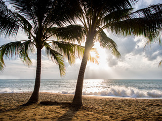 sea and coconut palm