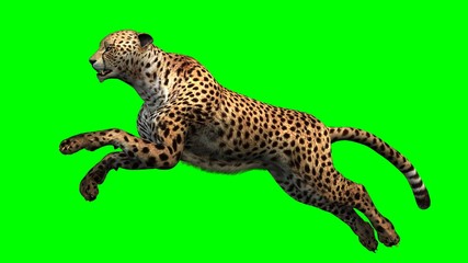 Cheetah - Green Screen