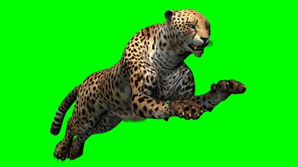 Cheetah - Green Screen