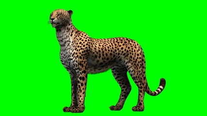 Cheetah - Green Screen