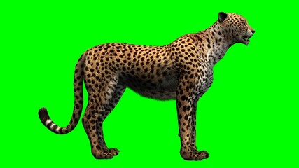 Cheetah - Green Screen