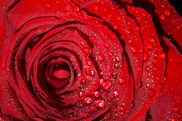 Rose with Droplets Macro