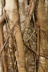 tree trunk. Closeup view, background