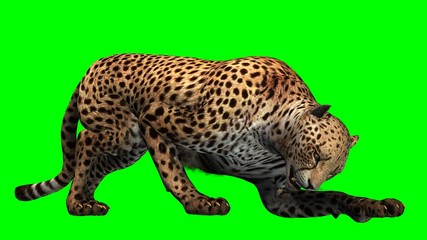 Cheetah - Green Screen
