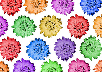 Pattern with flowers isolated.