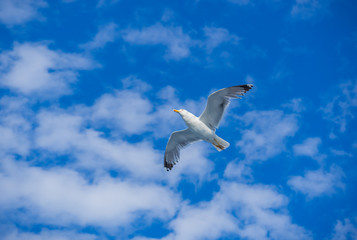Fototapeta na wymiar Seagull flying against blue sky