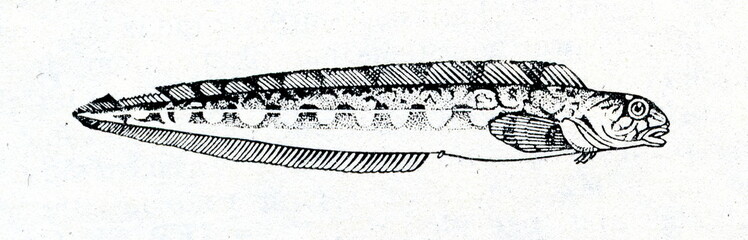Viviparous eelpout (Zoarces viviparus)