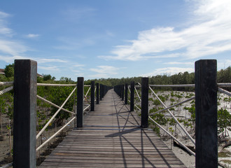 Naklejka premium Wooden bridge into mangrove forest