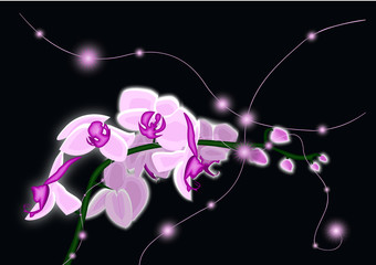 Glowing orchids vector on black back vector