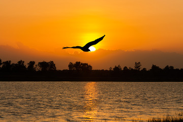Fototapeta na wymiar beautiful sunset on the river and Silhouette of eagle flying on sky
