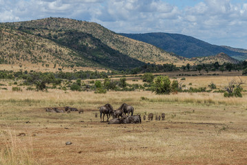 Naklejka na ściany i meble Wildebeest, Pilanesberg national park. South Africa. 