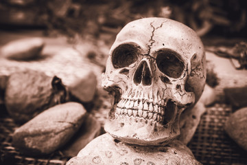 still life and vintage of skull human with dry flower and rock on wood background