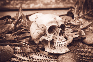 still life and vintage of skull human with dry flower and rock on wood background