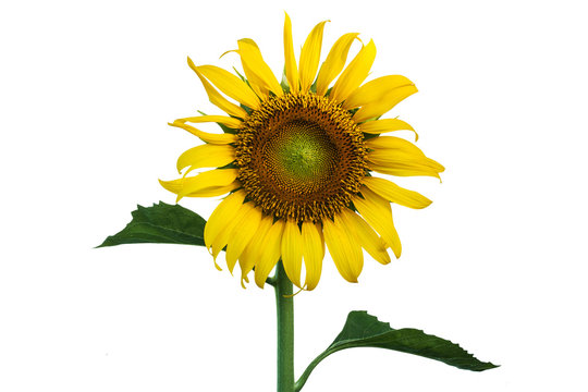 sunflower on isolate background