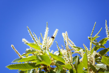 Abeja polinizando en las flores lilas y en la flor de la castaña. Volando de flor en flor. Macro mundo que nos rodea en nuestros jardines.