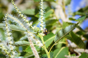 Fototapeta premium Abeja polinizando en las flores lilas y en la flor de la castaña. Volando de flor en flor. Macro mundo que nos rodea en nuestros jardines.