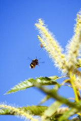 Abeja polinizando en las flores lilas y en la flor de la castaña. Volando de flor en flor. Macro mundo que nos rodea en nuestros jardines.