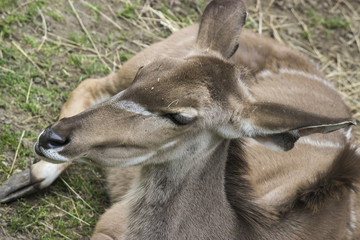Kudu antelope