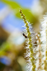 Abeja polinizando en las flores lilas y en la flor de la castaña. Volando de flor en flor. Macro mundo que nos rodea en nuestros jardines.