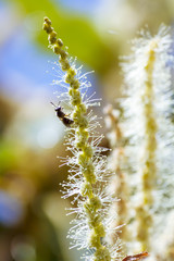Abeja polinizando en las flores lilas y en la flor de la castaña. Volando de flor en flor. Macro mundo que nos rodea en nuestros jardines.