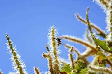 Abeja polinizando en las flores lilas y en la flor de la castaña. Volando de flor en flor. Macro mundo que nos rodea en nuestros jardines.