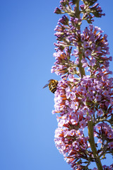 Abeja polinizando en las flores lilas y en la flor de la castaña. Volando de flor en flor. Macro...