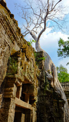Fototapeta na wymiar Ta Prohm Temple, Ankor Wat, Seim Reap, Cambodia