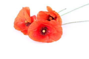 Red Poppy flowers on white background