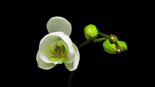White phalaenopsis orchid flowers blossom opening slowly on black background. 