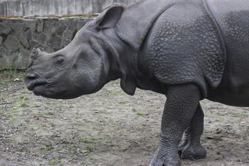 Fototapeta premium Indian rhino
