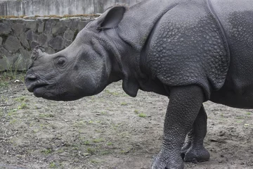 Photo sur Aluminium Rhinocéros rhinocéros indien