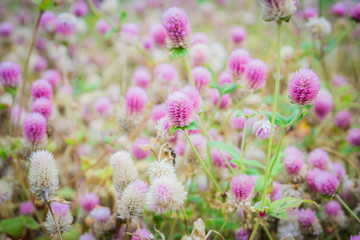 Pink flowers in garden