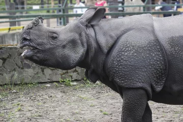 Stoff pro Meter Nashorn Indian rhino