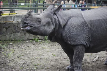 Crédence de cuisine en verre imprimé Rhinocéros rhinocéros indien