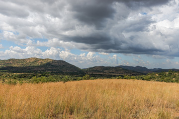 Pilanesberg national park. South Africa. 
