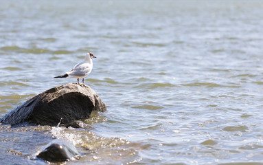Seagull stands on a rock in water