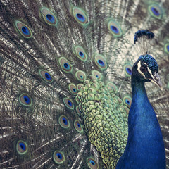 Obraz premium Portrait of beautiful peacock with feathers out